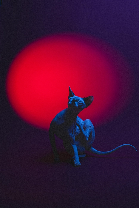 Fotografia zwierzęcia