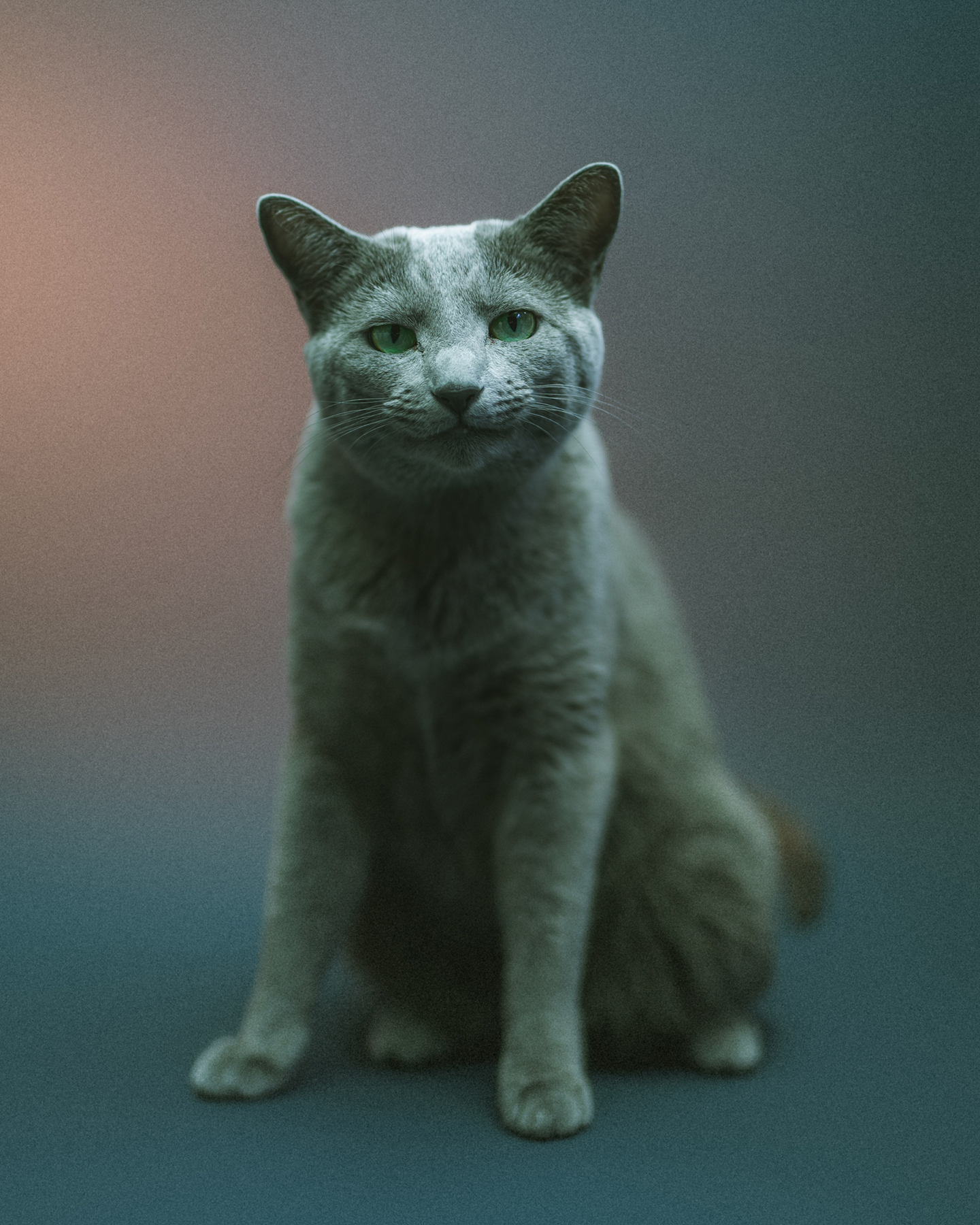 Artystyczna fotografia zwierzęcia